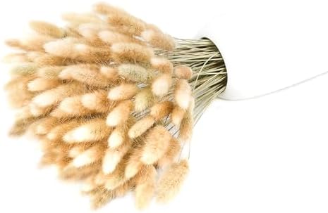 Xins Convey 120pcs Dried Rabbit Tails Natural Flowers