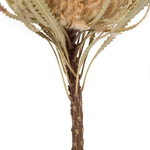 Vickerman 12 Inch Jumbo Natural Banksia Flower with Stem