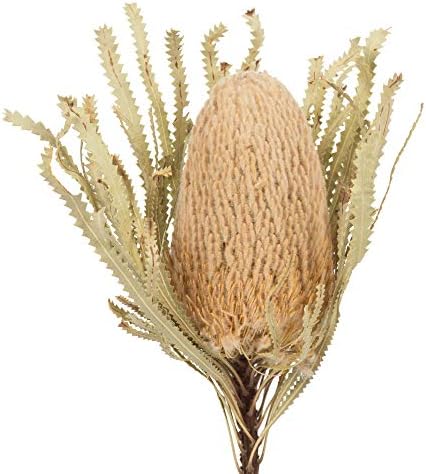 Vickerman 12 Inch Jumbo Natural Banksia Flower with Stem