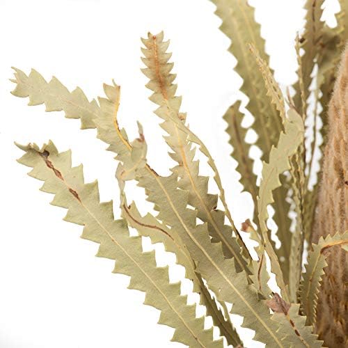 Vickerman 12 Inch Jumbo Natural Banksia Flower with Stem
