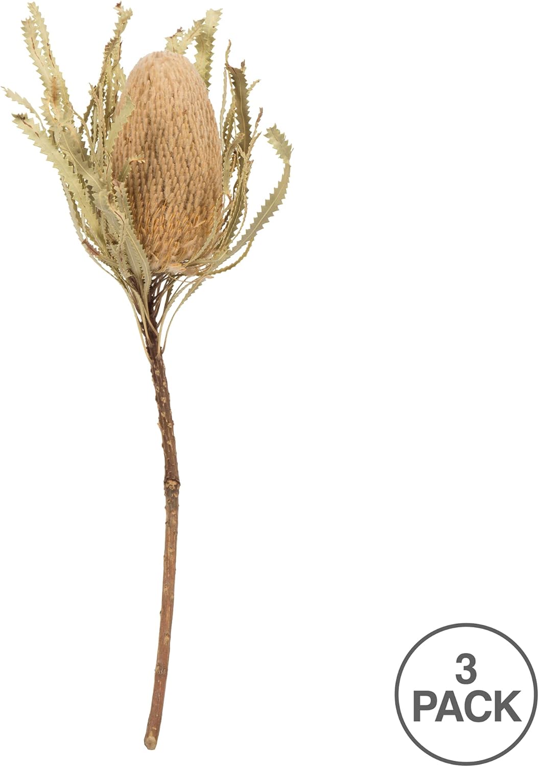Vickerman 12 Inch Jumbo Natural Banksia Flower with Stem