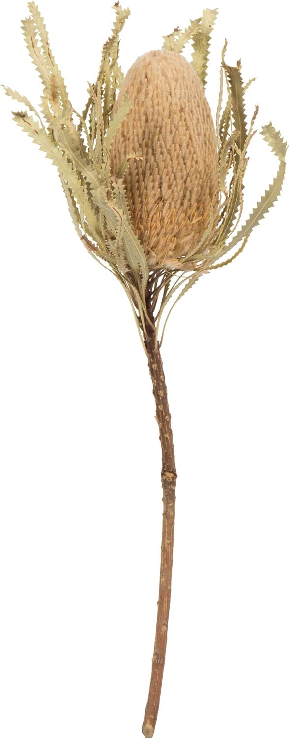 Vickerman 12 Inch Jumbo Natural Banksia Flower with Stem