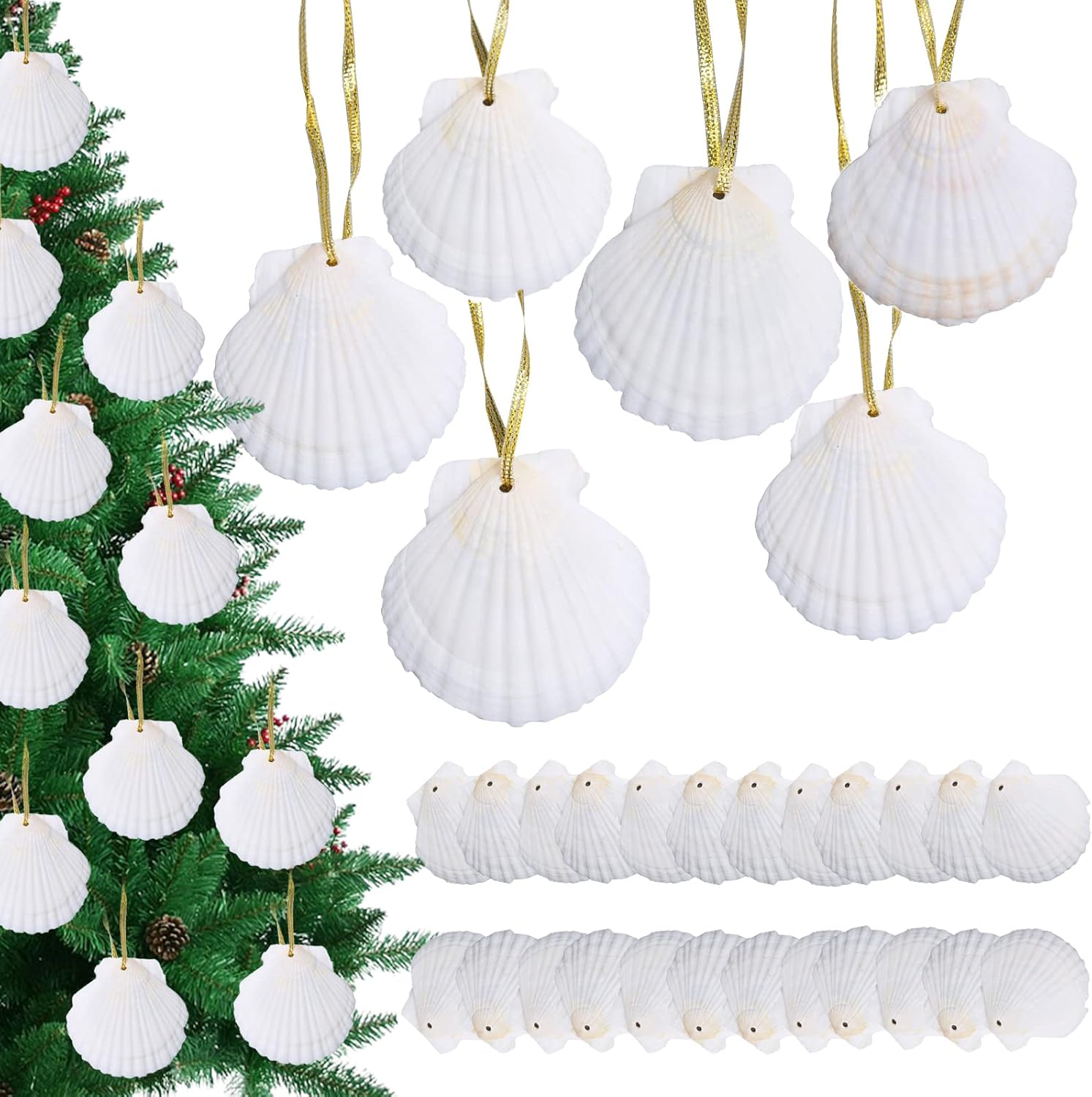Natural White Seashells Crafting Set 24pcs for Christmas Decor