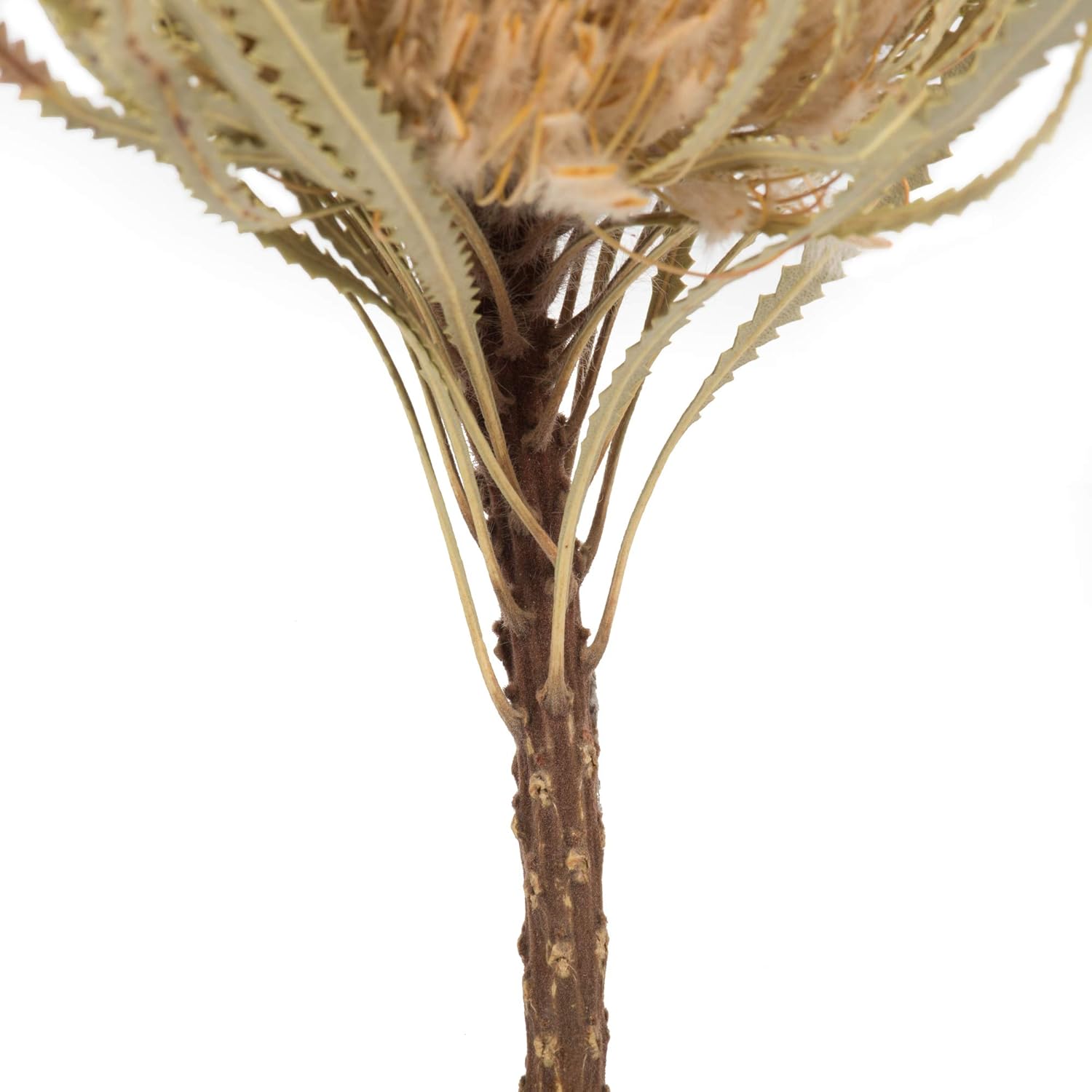 Vickerman 12 Inch Jumbo Natural Banksia Flower with Stem
