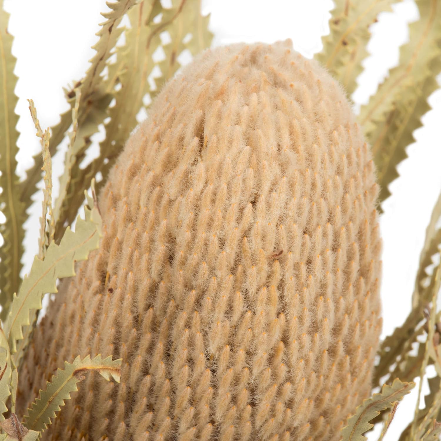 Vickerman 12 Inch Jumbo Natural Banksia Flower with Stem