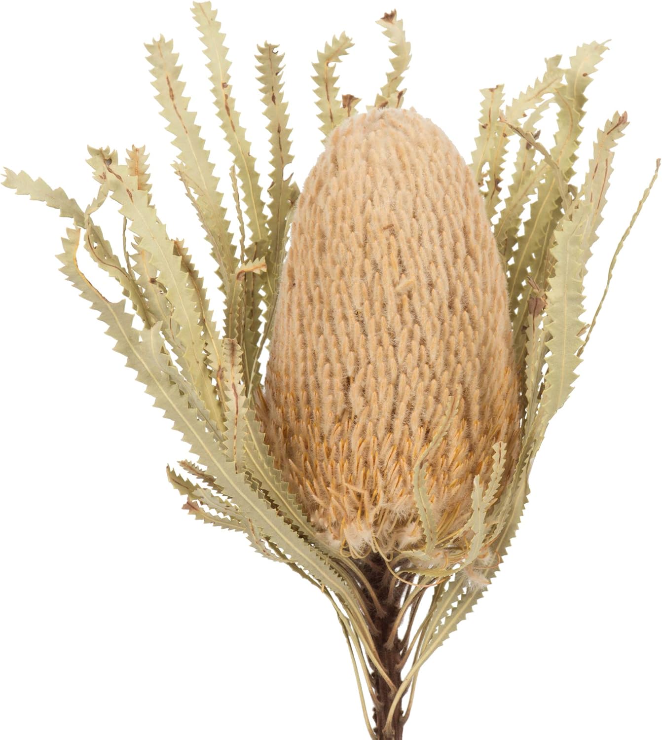 Vickerman 12 Inch Jumbo Natural Banksia Flower with Stem